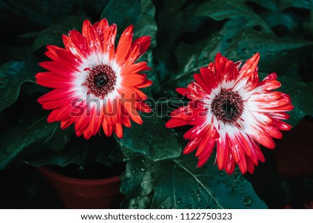 Colorful autumnal chrysanthemum flower as background picture.Soft and emotional tone.Selective focus.