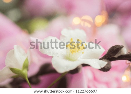 background with jasmin flower and lights