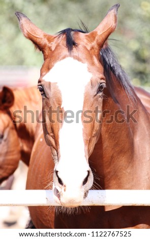 The brown Horse Portrait with blurred Background