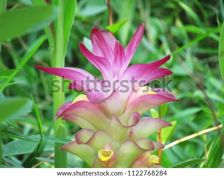 Wild Turmeric Flower, Curcuma aromatica Salisb. Pink Wild Turmeric flower has many kinds of essential oils. The antioxidant or use as herbal medicine.

                               