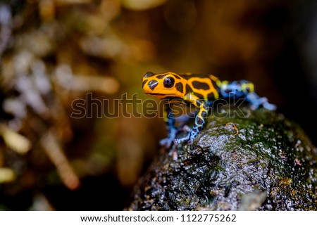Mimic Poison Frog, Ranitomeya imitator Jeberos is a species of poison dart frog found in the north-central region of eastern Peru.  Its common name include mimic poison frog and poison arrow frog, Royalty-Free Stock Photo #1122775262