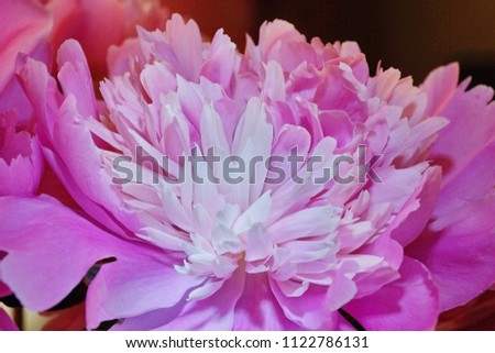 fresh pink peonies close-up beautiful flower Bud