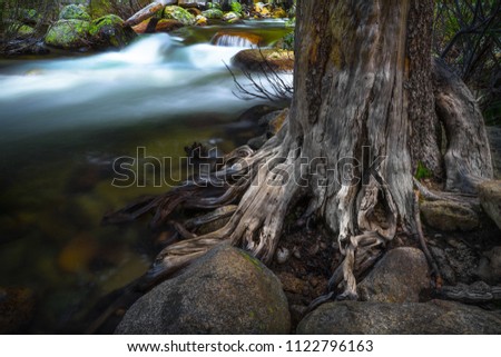 Detail of gnarly, dead tree along a smooth flowing riverbank - Porcupine Creek - Yosemite National Park