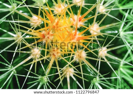 Thorns of cactus cultivated as a decorative plant in macro key picture. Great close up of globe shaped cactus with long thorns. Top view shot on golden barrel cactus cluster.
