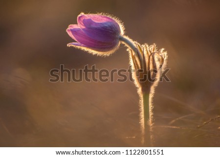 Beautiful spring pulsatilla flowers with purple petals. Spring bloom at sunset. Hairy plant