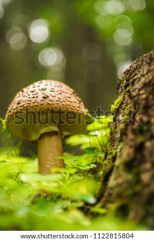 Mushroom in the forest close up