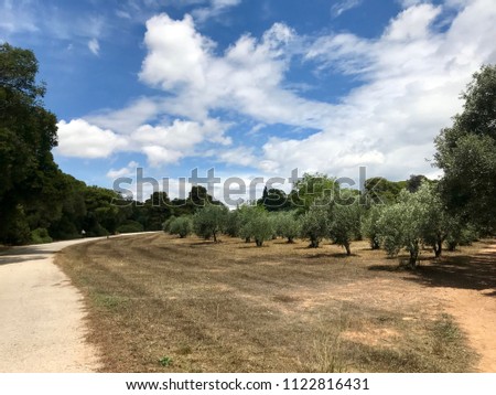 Photo of pine and olive trees in forest with beautiful scattered clouds in deep blue sky