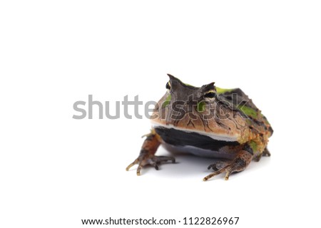 Amazonian Horned Frog isolated on white background