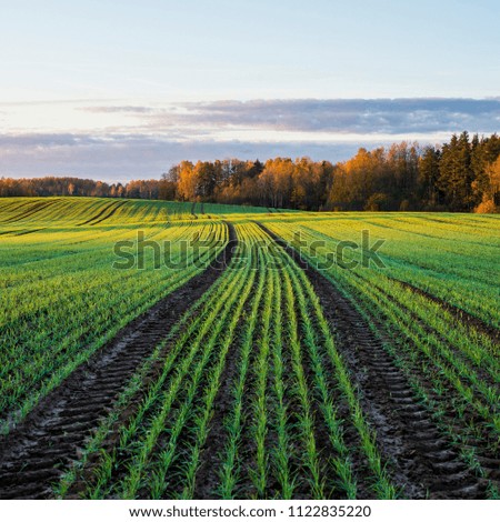 A view of the green country agricultural field and forest under a colorful morning sky, Latvia