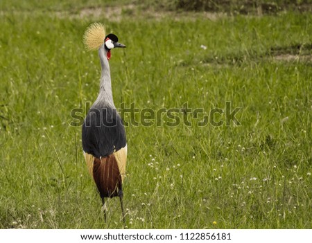 Crowned crane, the National bird of Uganda