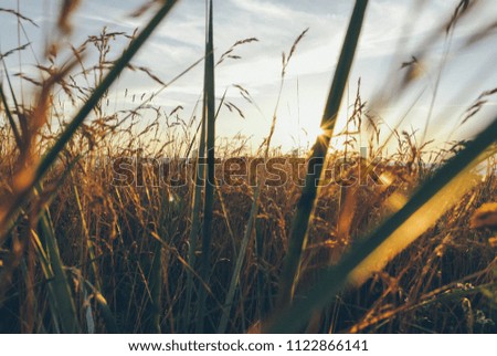 Image of brown grass flower field with bokeh and sunset light background. Golden grass flower image.
