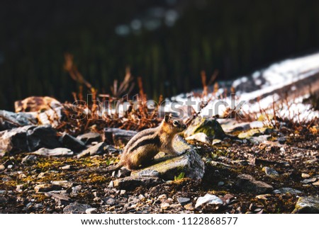 Mountain squirrel at Moraine Lake, Canada