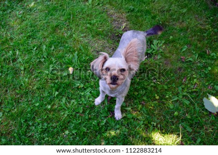Beautiful little Chihuahua mixed yorkshire terrier standing on the grass in the garden and looking something in sunshine day at spring or summer season. Very cute small dog.