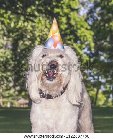 funny goldendoodle eating cake with a birthday hat on in a park toned with a vintage instagram filter
