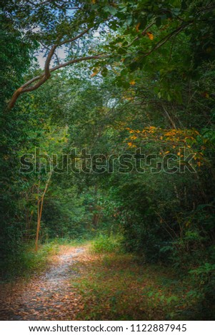 Walk way in the wood