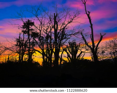 Beautiful landcape of trees with sunset twilight background. Red orange light on sunset sky over the trees. tree silhouette and nightfall