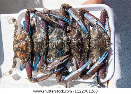 Freshly caught Blue Swimmer Crabs (Portunus armatus), also known as Sand, Flower and Blue Crab, ready for the dinner table. New South Wales, Australia.