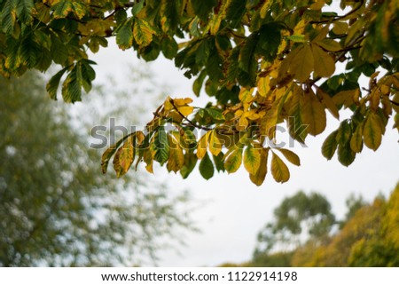 Leaves on a horse chestnut tree turning yellow in fall autumn.