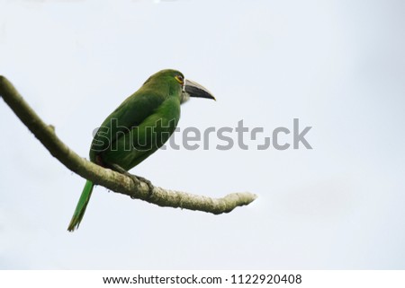 Aulacorhynchus prasinus bird