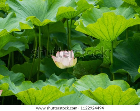 Flower of Lotus - Nelumbo nucifera - is bloom in Fukuoka city, JAPAN.