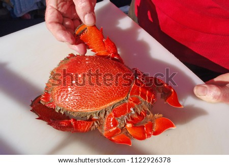 Spanner Crab (Ranina ranina) freshly caught ready for the dinner table. Also known as Red Frog Crab, Kona Crab, and Curacha crab. Queensland, Australia.