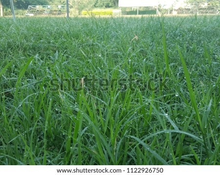 Grass texture green background.