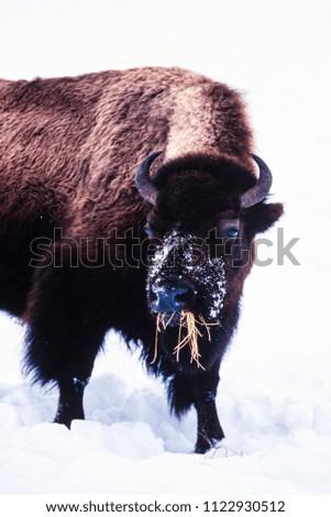 Bison grazing in the snow Yellowstone Park, USA