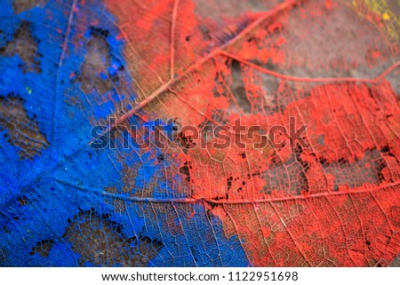 abstract colorful dried skeleton leaf background