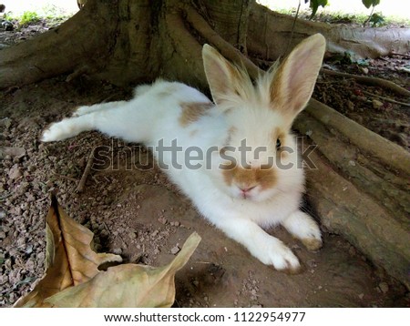 A rabbit is laying under the tree, Thailand Phrae.