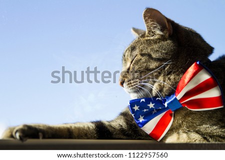 Happy 4th of July conceptual image with a proud American Tabby cat wearing a patriotic bow tie.