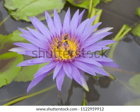 Bee swarming on the lotus flower. Purple lotus and bee in yellow pollen. Purple lotus flower or waterlily with bees collecting pollen, close up. Bees fly to lotus. Select focus