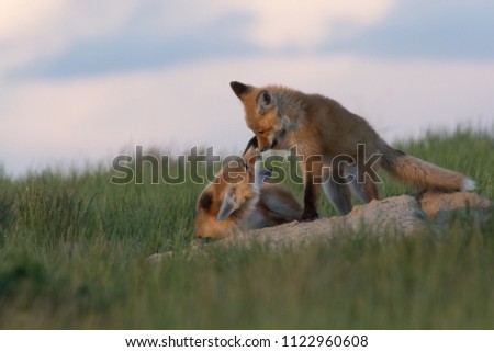 Very tender moment between two fox pups.