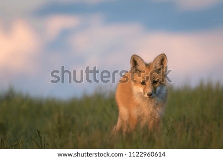 Beautiful young fox on a grassy ridge.
