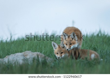 Fox pups exploring life outside of the den.