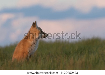 Young fox staring into the distance.