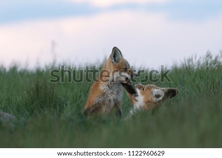 Special moments between two cute fox pups while playing outside of their den.