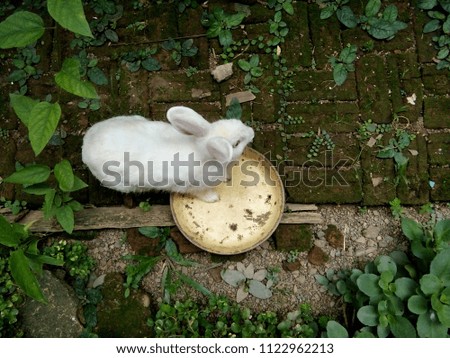 A White Rabbit in garden, Thailand Phrae province.
