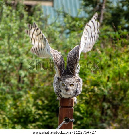 Horned owl (Bubo Virginianus) in Grouse Mountain near Vancouver, British Columbia, Canada.
