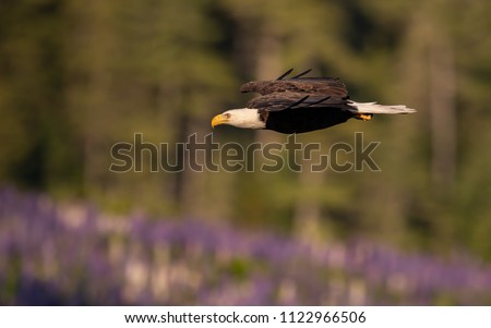 Bald eagle fishing 
