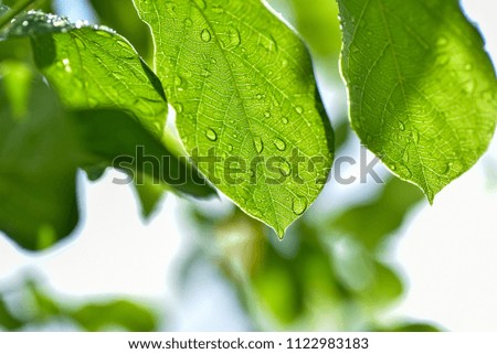 Green leaves against sunlight bokeh, isolated white.natural background