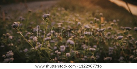 Beautiful summer sunrise with close-up nature view of blossoming flowers glowing in the sun. Shallow depth of field or bokeh in the background. (soft focus motion blurry grain film noise visible).