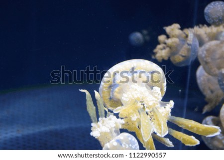 Blurred of transparent jellyfish swimming in the aquarium