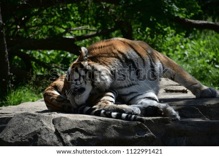 Male Amur Tiger lazing.