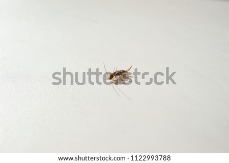 earwig on a white background macro