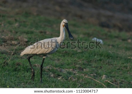 Eurasian Spoonbill (Platalea leucorodia).  The breeding bird is all white except for its dark legs, black bill with a yellow tip, and a yellow breast patch like a pelican.