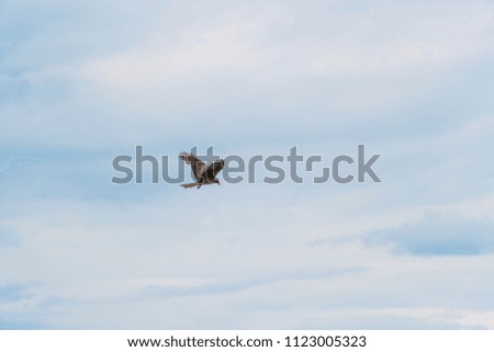 Bird of prey flying against the cloudy sky
