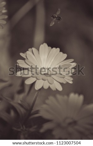 flowers pictures in different colour scheme and filters