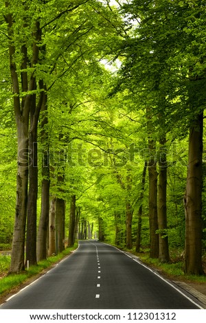 Beautiful road in the middle of beautiful trees Royalty-Free Stock Photo #112301312