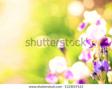 Purple irises grow in the summer garden