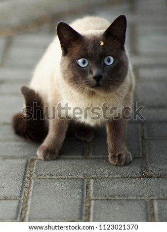 Surprised and frightened Siamese cat sitting on a tile in the yard